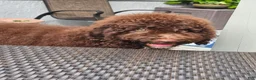 Bernedoodle dogs for sale: Ginger w golden eyes  - Ad 12