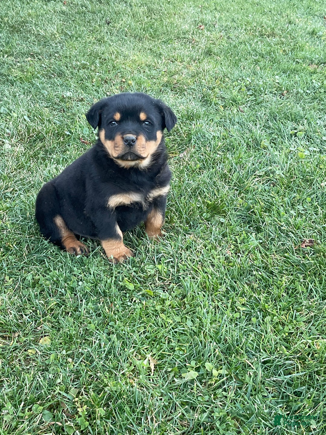 Rottweiler dogs for sale: Rottweiler Puppy 1 - Ad 9