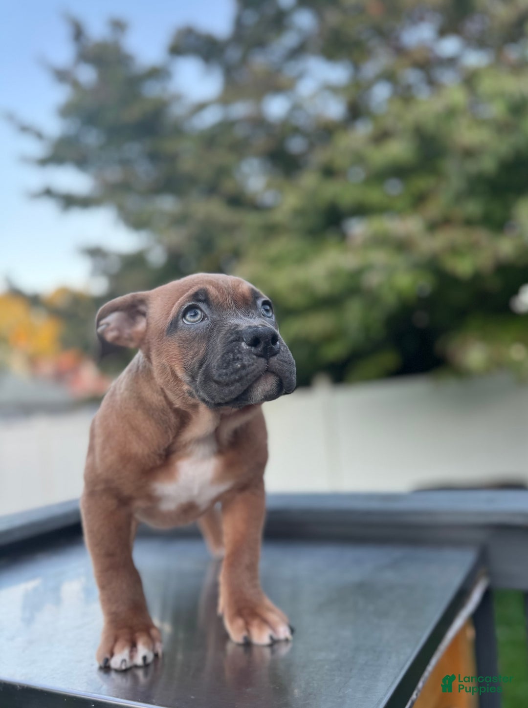 American Bully dogs for sale: Blue Fawn - Ad 2