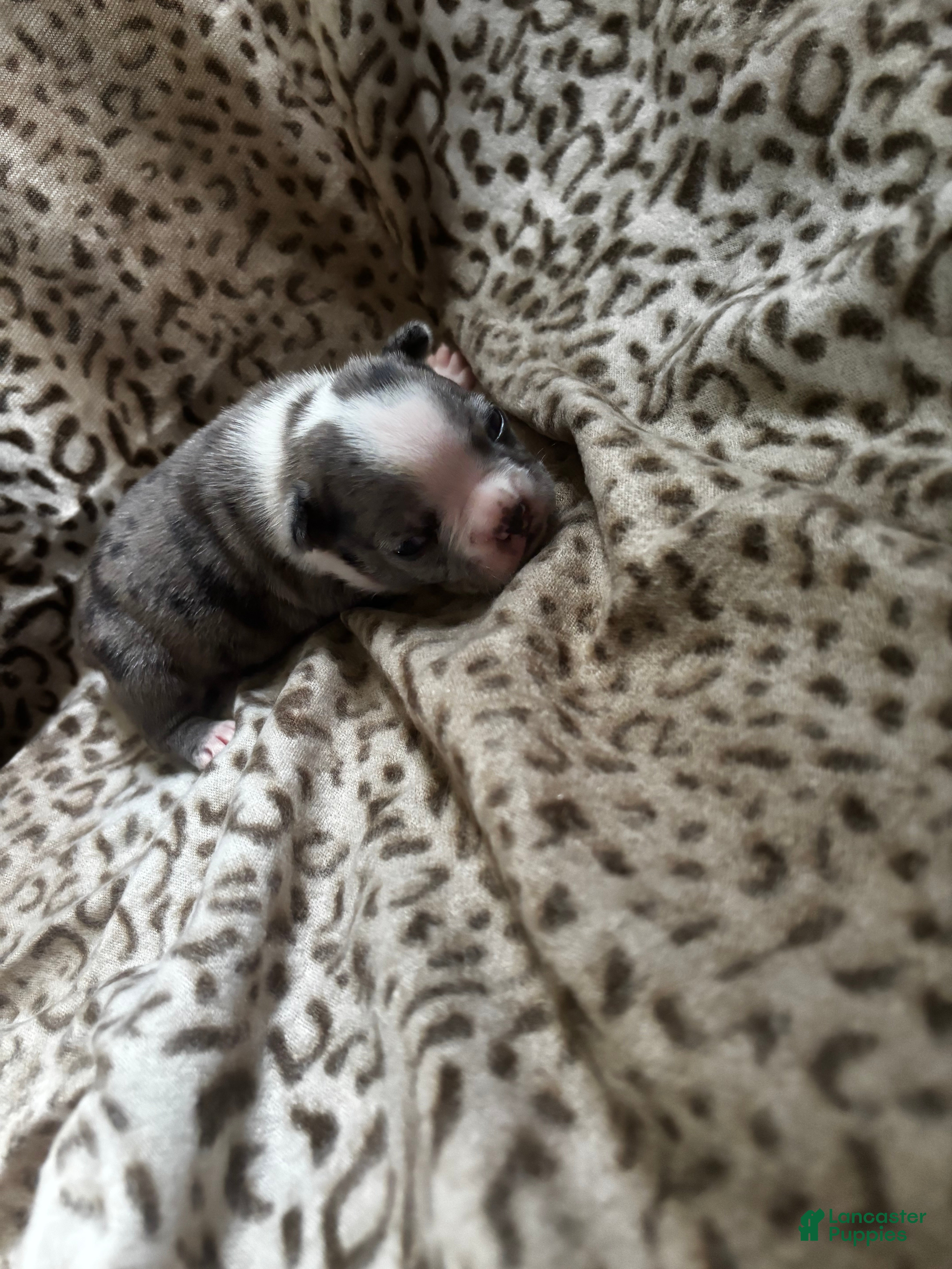 Mixed Breed dogs Wally - Ad 34