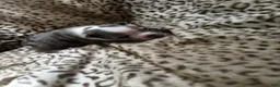 Mixed Breed dogs for sale: Wally - Ad 5