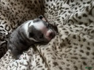 Mixed Breed dogs Wally - Ad 37