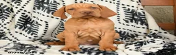 Vizsla dogs for sale: Cannon - Ad 3