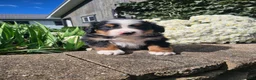 Bernese Mountain Dog dogs for sale: Hanson - Ad 1