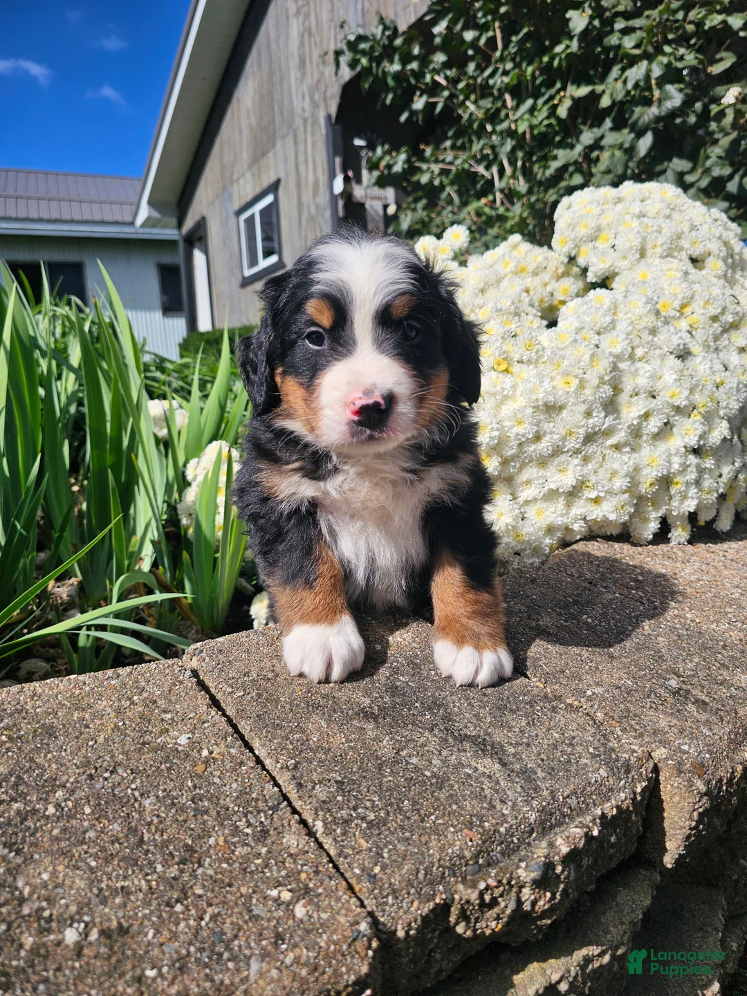 Bernese Mountain Dog dogs for sale: Hanson - Ad 1