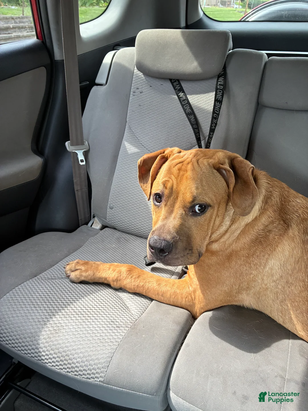 American Bully dogs for sale: Rocket - Ad 1