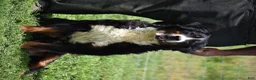 Bernese Mountain Dog dogs for sale: Maggie - Ad 13