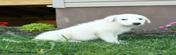 Maremma Sheepdog dogs for sale: Emmy - Ad 5
