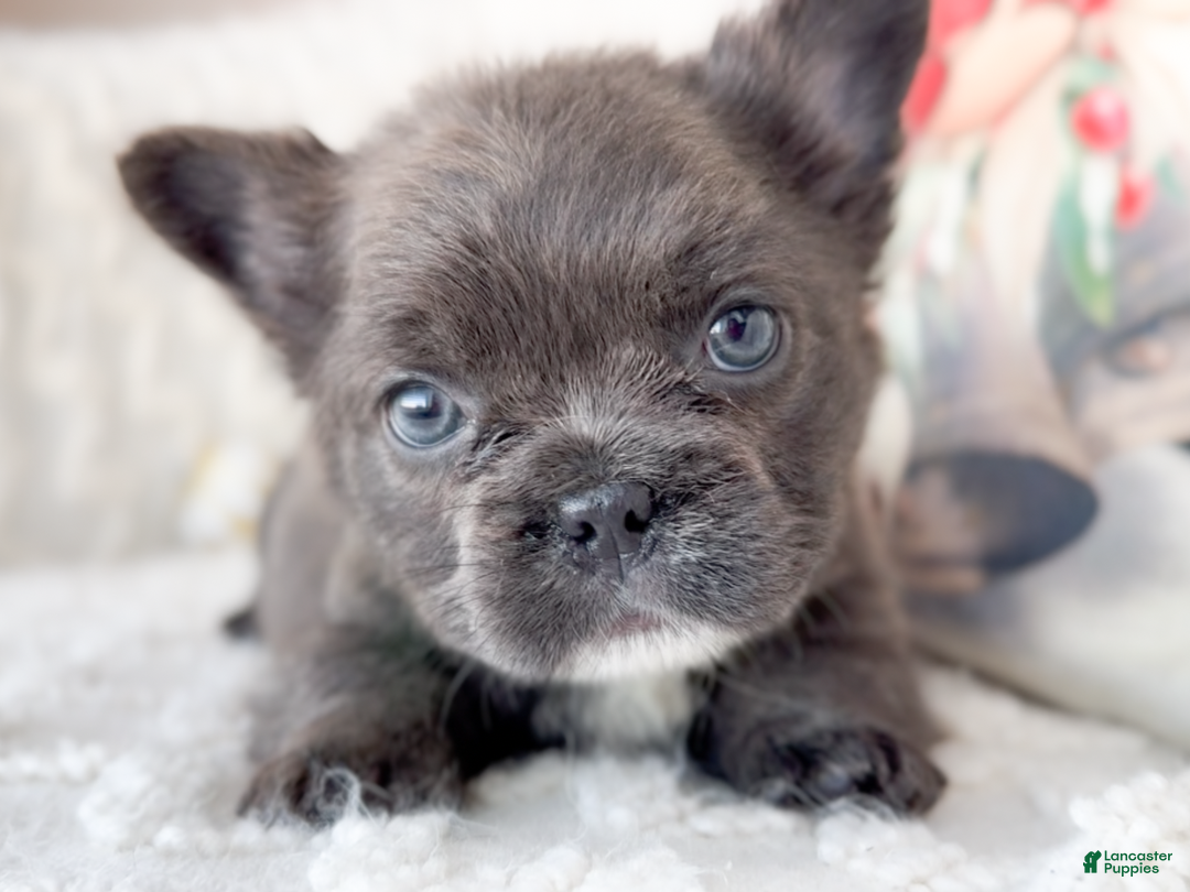 French Bulldog dogs for sale: Cupid Fluffy Male - Ad 1