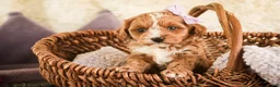 Cavapoo dogs for sale: Harper - Ad 6