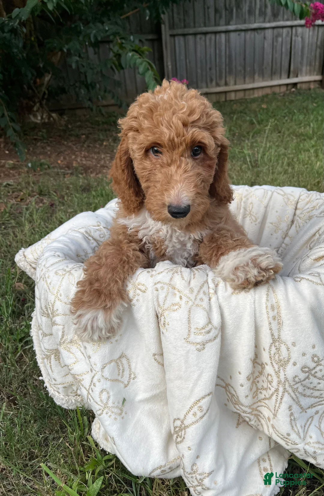 Gallery Image {{count}}