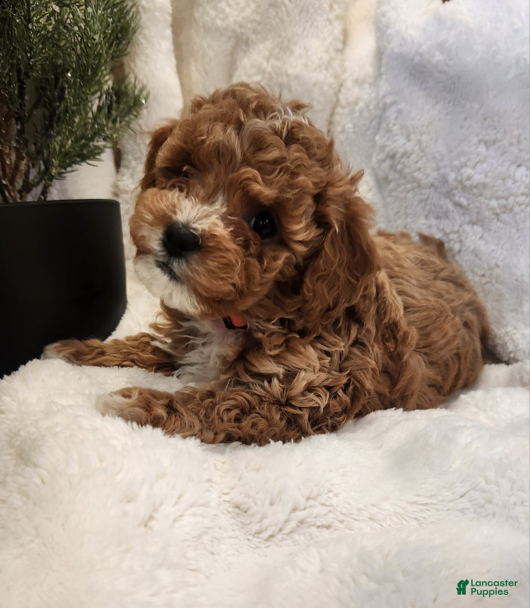 Cavapoo dogs for sale: Maggie - Ad 6