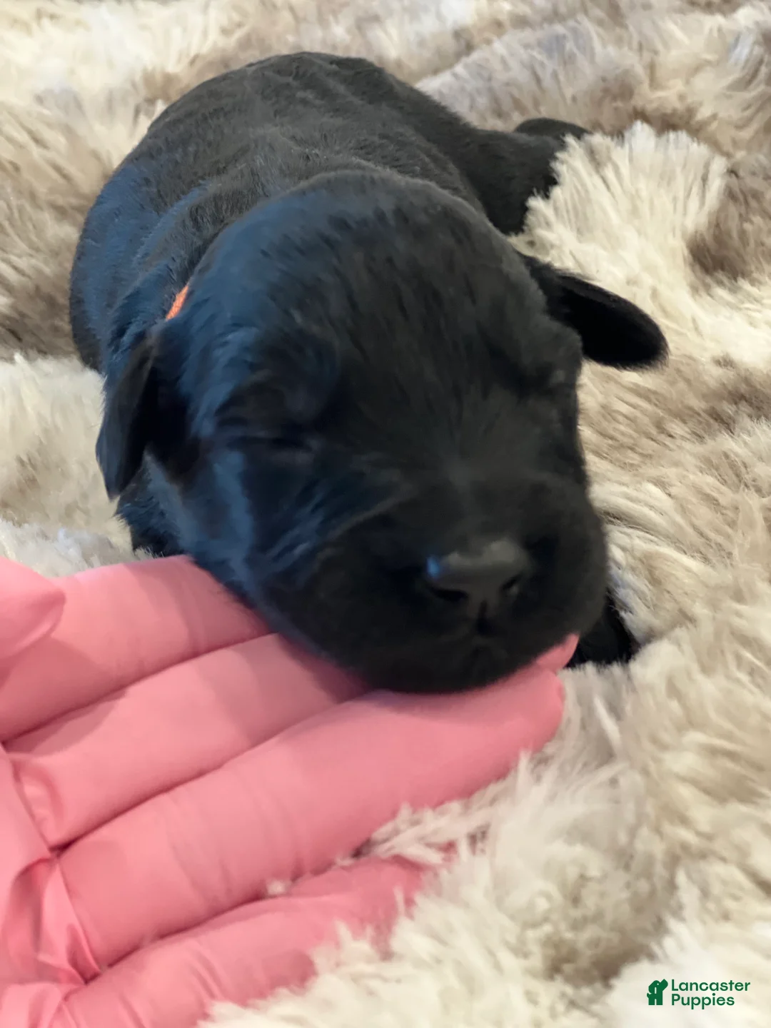 Giant Schnauzer dogs for sale: Montgomery “Monty” - Ad 1