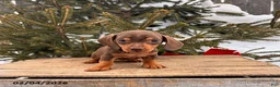 Miniature Dachshund dogs for sale: Carly - Ad 2