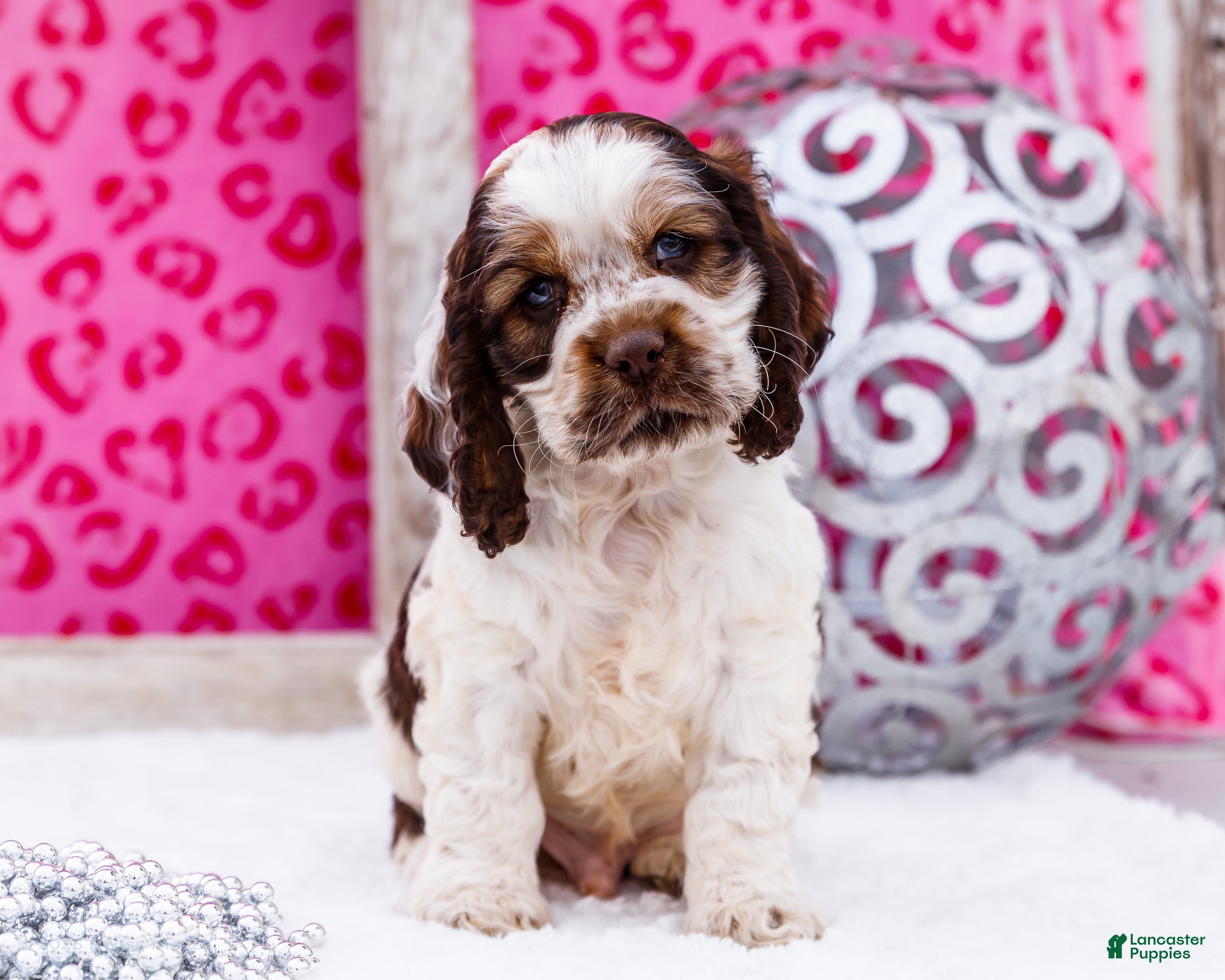 Cocker Spaniel dogs Wagner - Ad 25