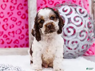 Cocker Spaniel dogs Wagner - Ad 25