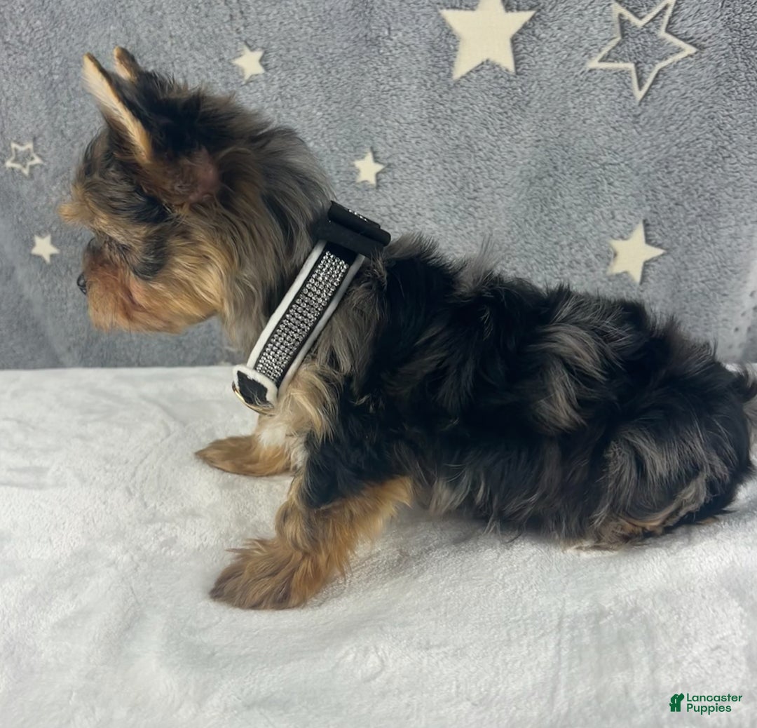 Yorkshire Terrier dogs for sale: Teddy - Ad 3