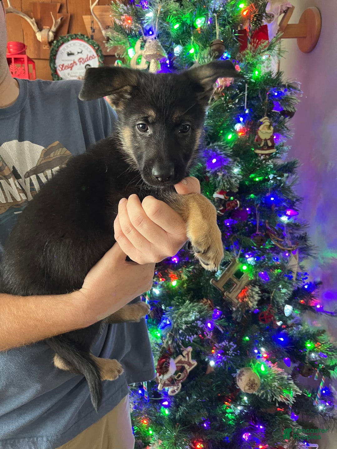 German Shepherd dogs for sale: Karma - Ad 3