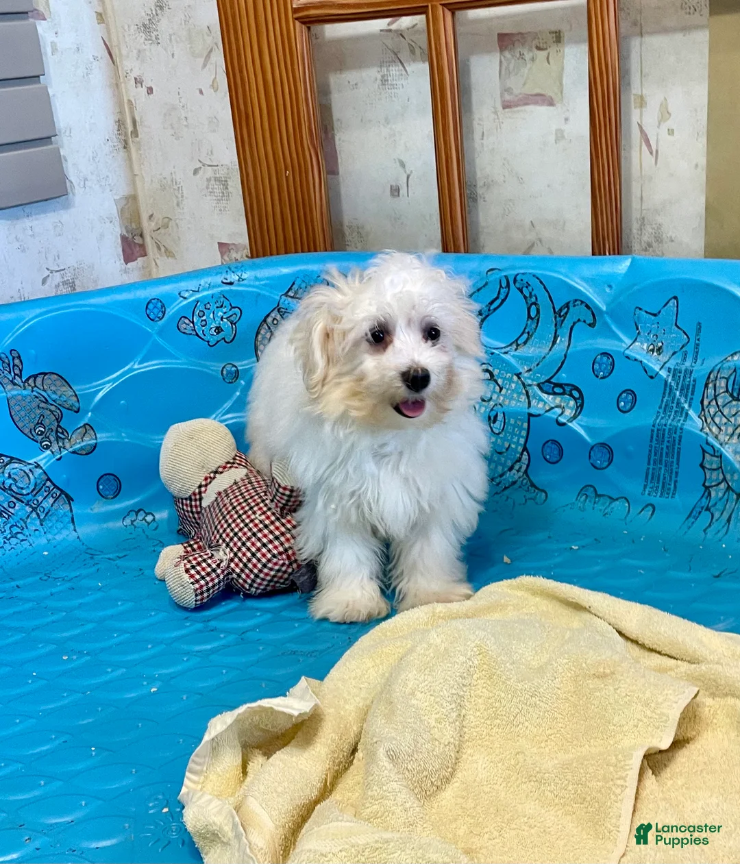 Mixed Breed dogs for sale: Sissy - Ad 11