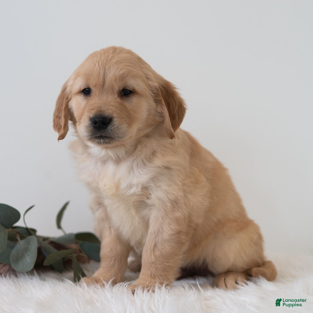 Golden Retriever dogs for sale: Snoopy - Ad 1