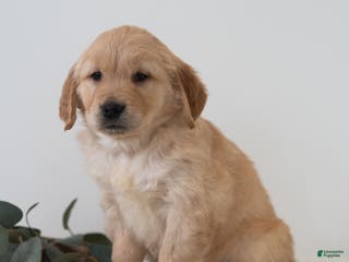 Golden Retriever dogs Snoopy - Ad 13