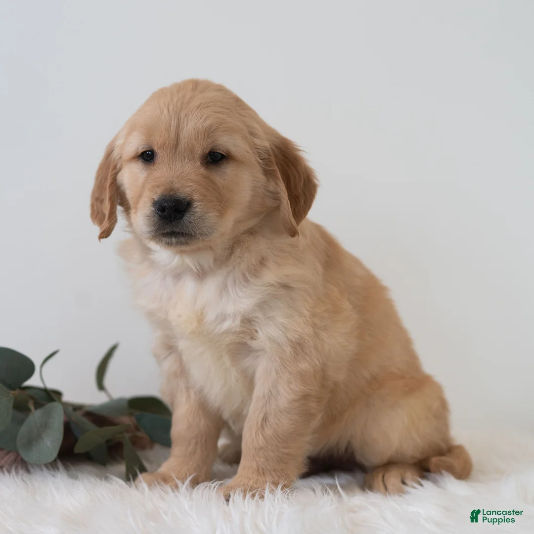 Golden Retriever dogs for sale: Snoopy - Ad 1
