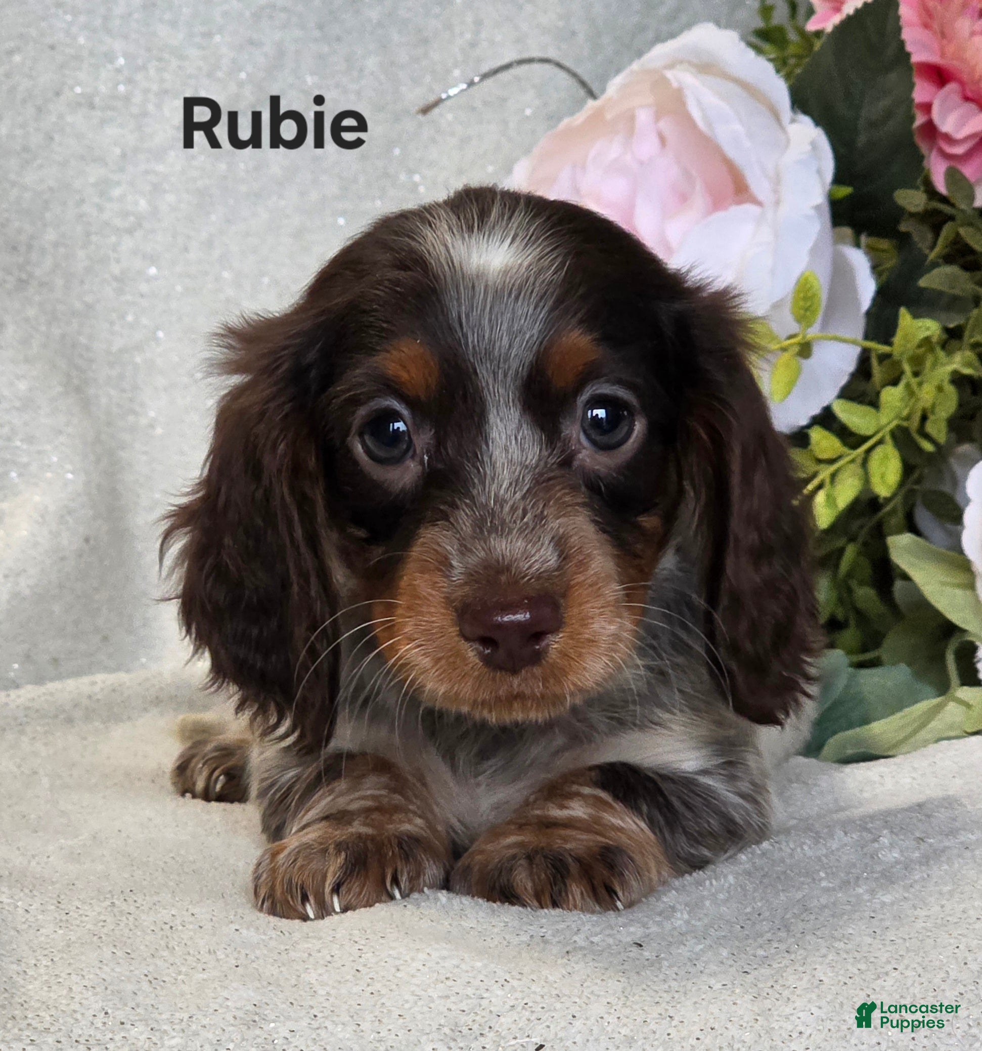 Miniature Dachshund dogs Rubie - Ad 1
