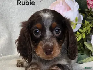 Miniature Dachshund dogs for sale: Rubie - Ad 1