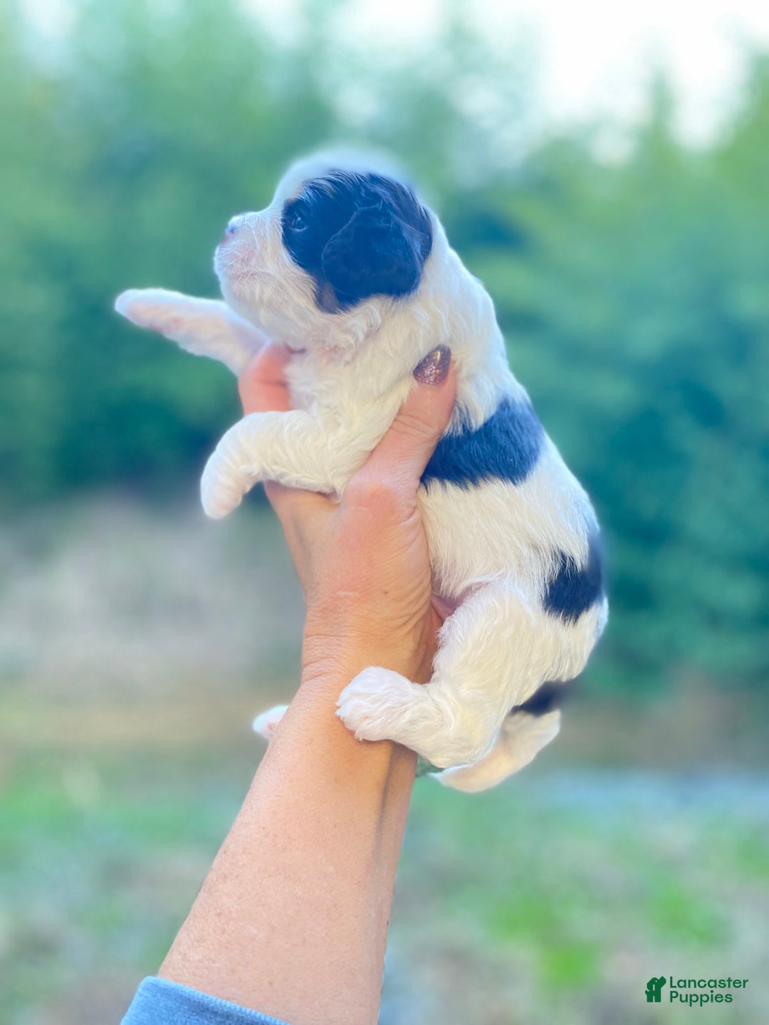 Cavapoo dogs for sale: Cavapoo Puppy 1 - Ad 9