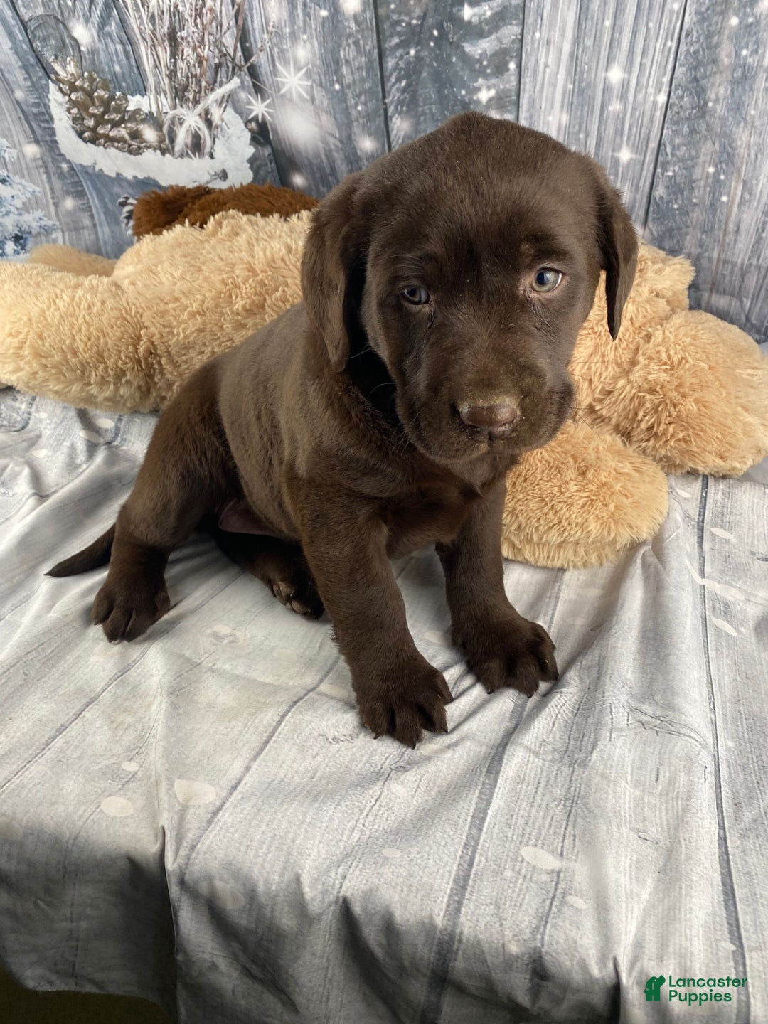Labrador Retriever dogs for sale: Ava - Ad 18