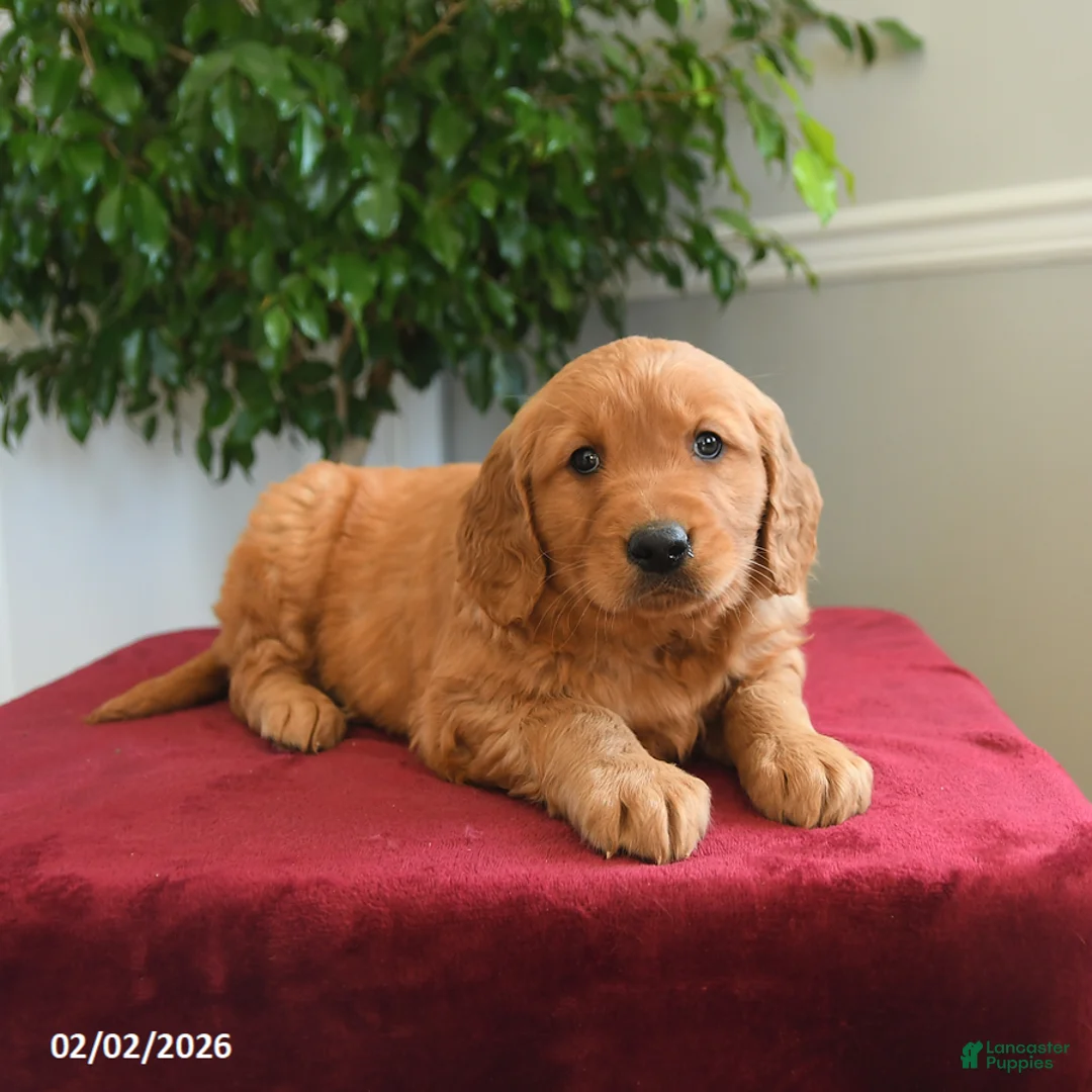 Golden Retriever dogs for sale: Starburst - Ad 5