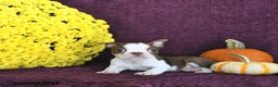 Boston Terrier dogs for sale: Trent - Ad 15