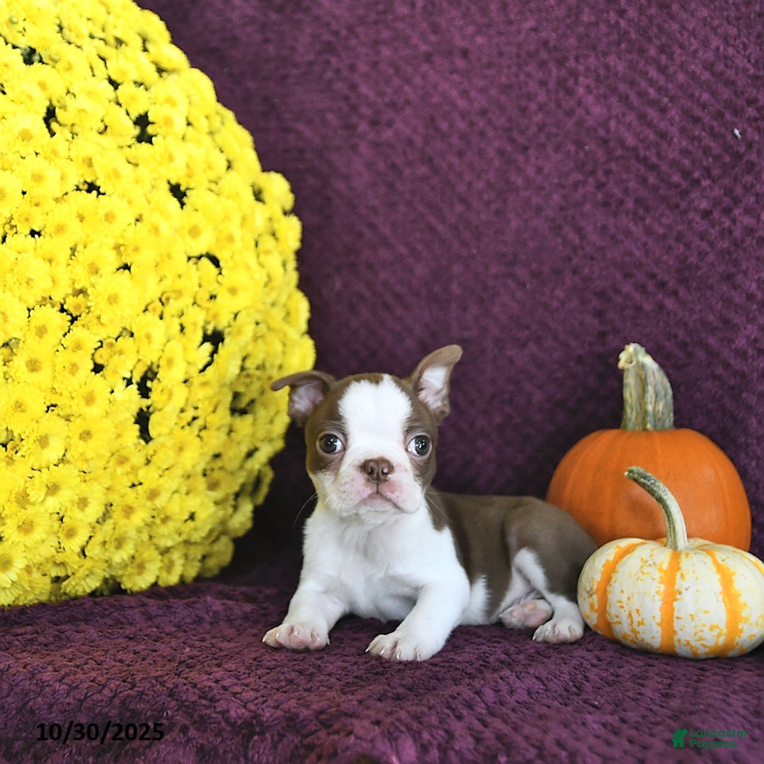 Boston Terrier dogs for sale: Trent - Ad 15