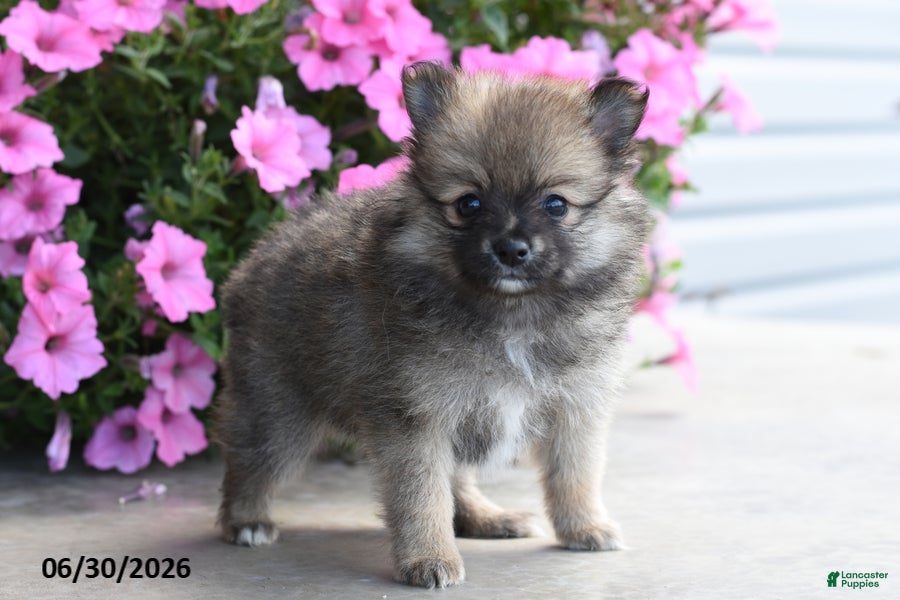 Pomeranian dogs Tiana - Ad 2