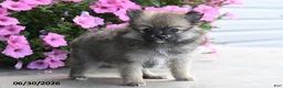 Pomeranian dogs for sale: Tiana - Ad 2