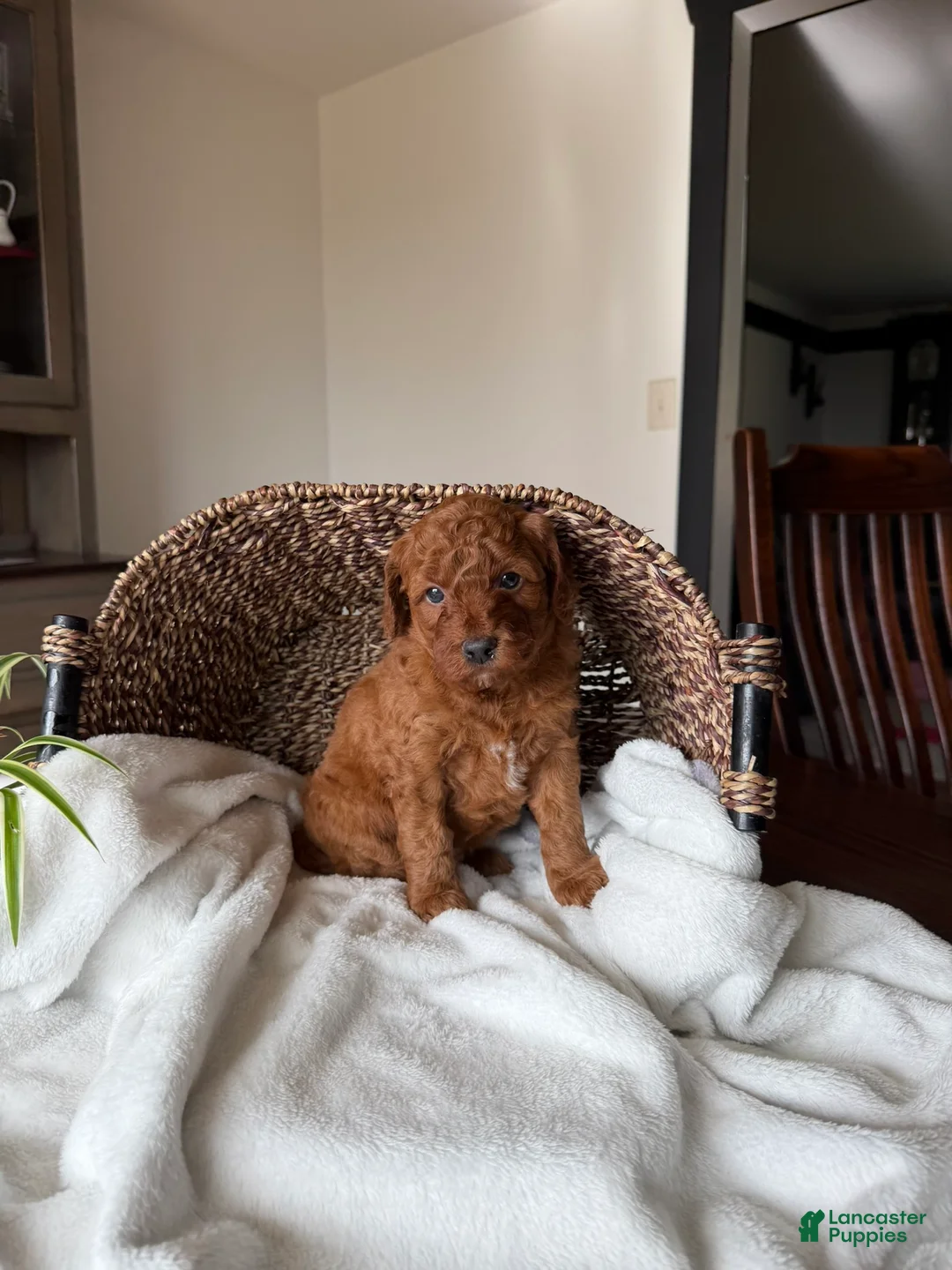 Mini Goldendoodle dogs for sale: Cooper - Ad 1