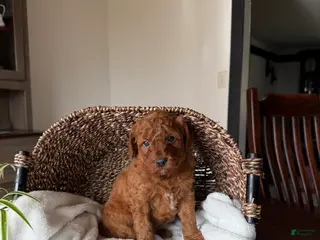 Mini Goldendoodle dogs for sale: Cooper - Ad 2