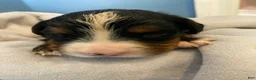 Bernese Mountain Dog dogs for sale: Jerry - Ad 13