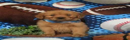 Golden Retriever dogs for sale: Robb - Ad 2