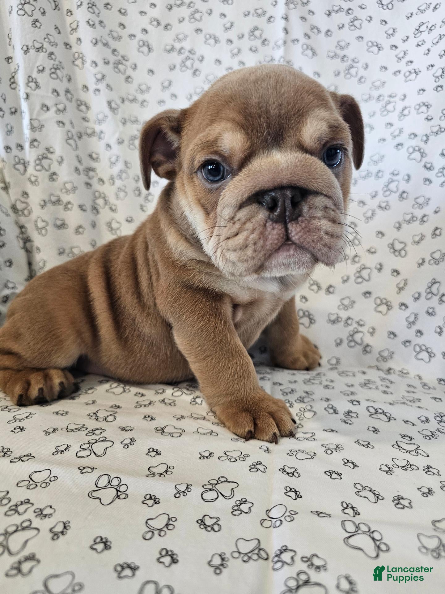 English Bulldog dogs for sale: English Bulldog 1 - Ad 2