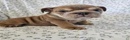 English Bulldog dogs for sale: English Bulldog 1 - Ad 2