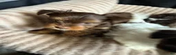 Yorkshire Terrier dogs for sale: Twix  - Ad 3