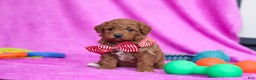 Goldendoodle dogs for sale: Freddy - Ad 3