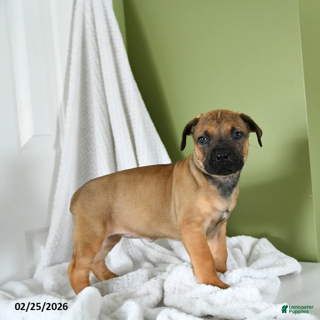 South African Boerboels dogs for sale: Brielle - Ad 3