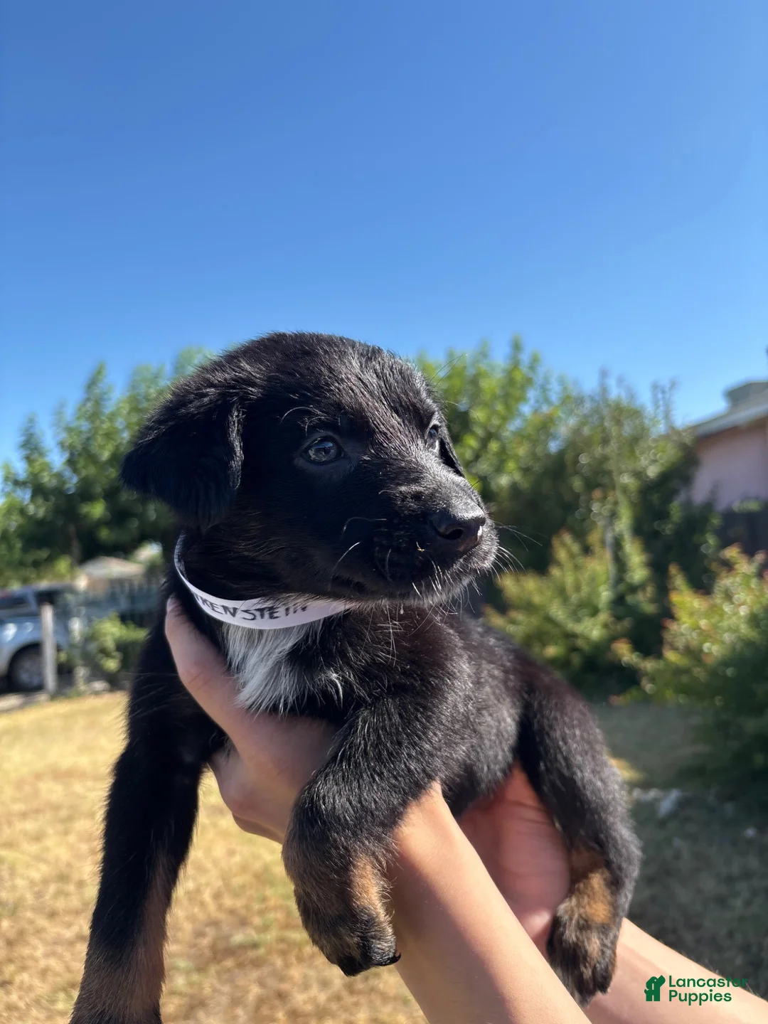 Mixed Breed dogs for sale: Frankenstein - Ad 3