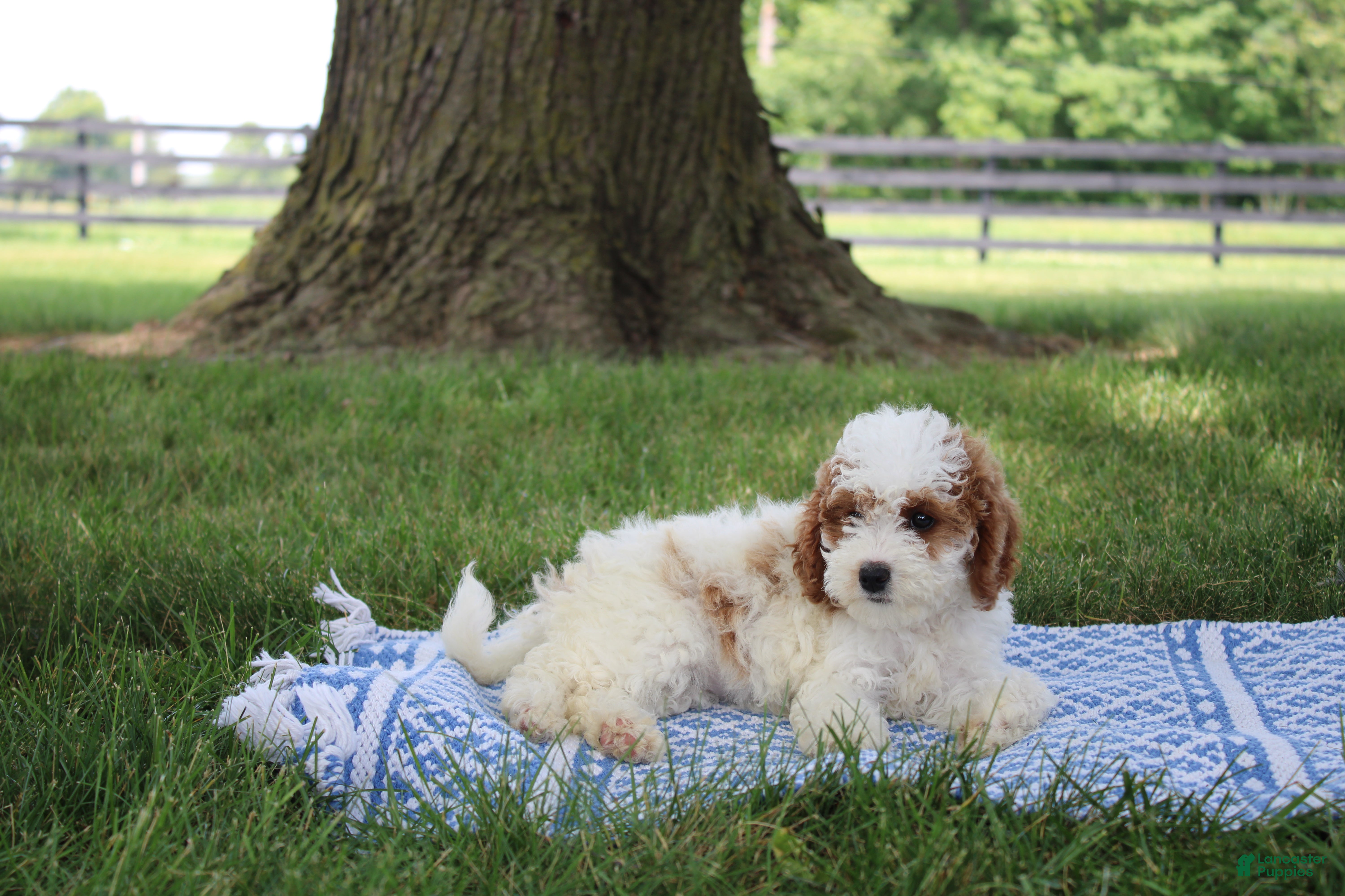 Mini Goldendoodle dogs Ranye  - Ad 1