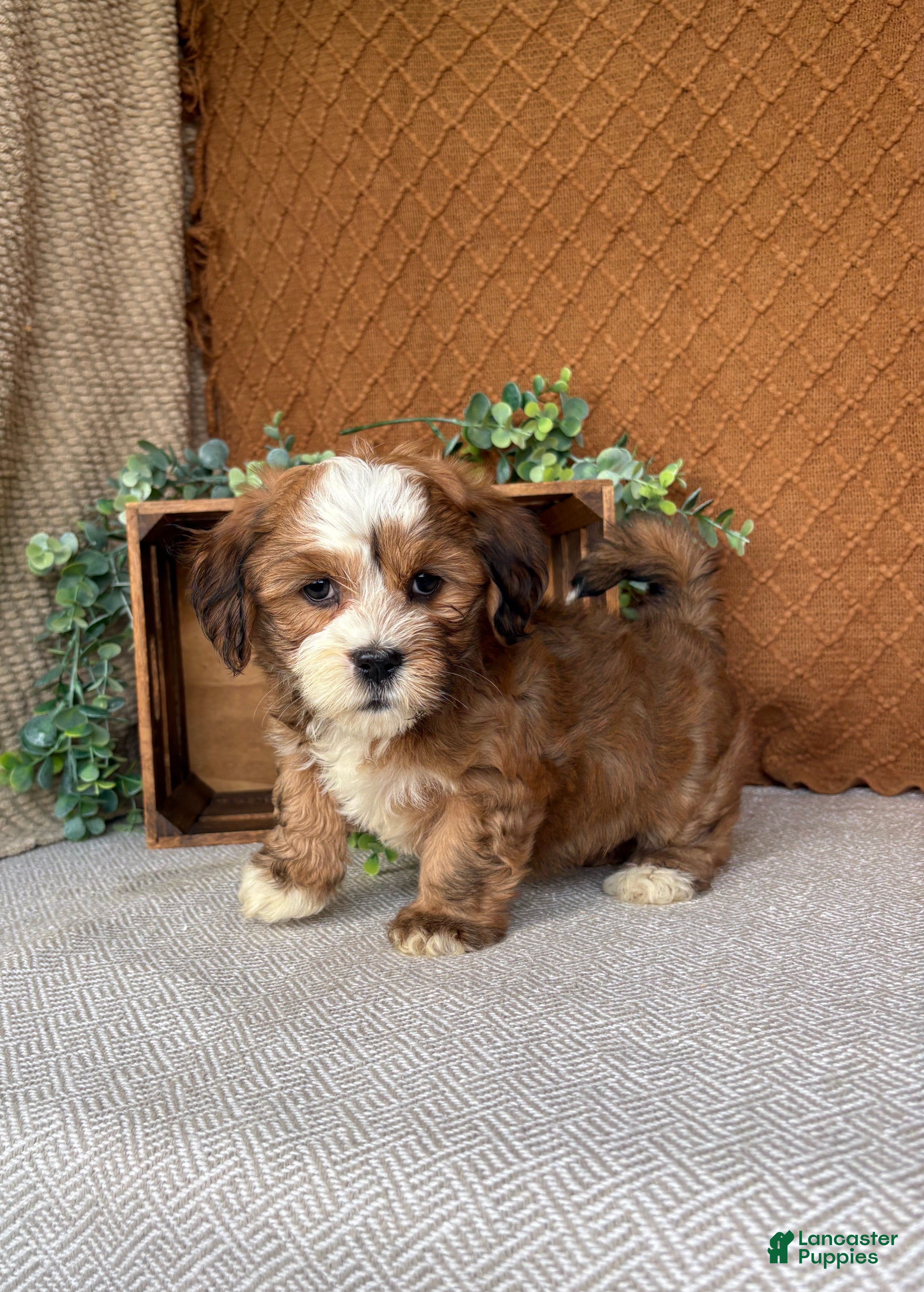 Havanese dogs Carla  - Ad 2