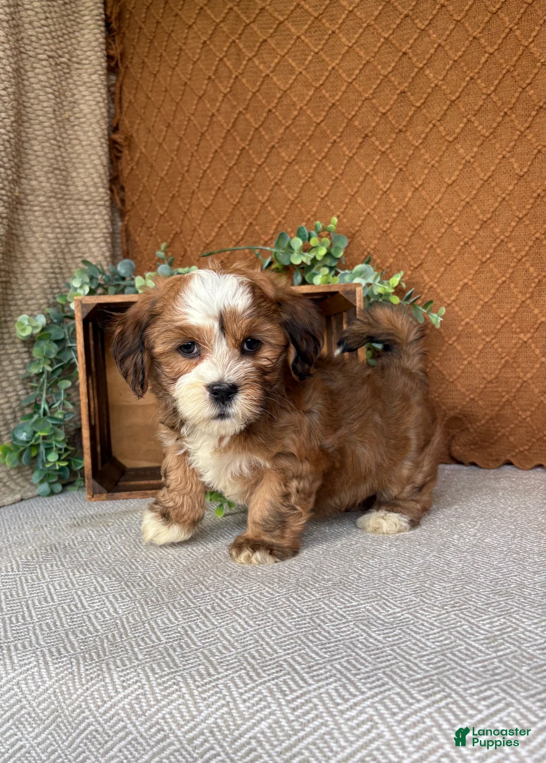Havanese dogs for sale: Carla  - Ad 2