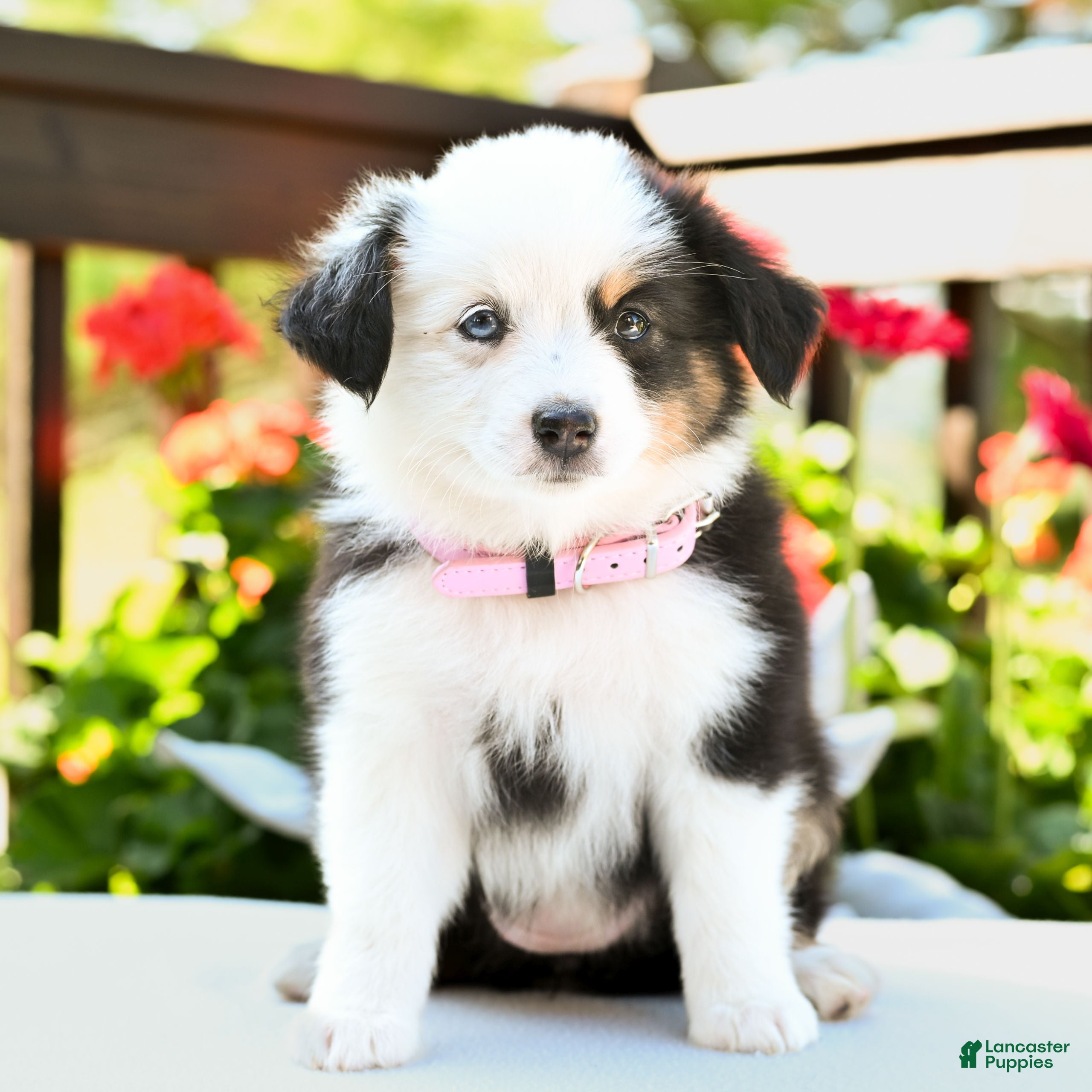 Miniature Australian Shepherd dogs Brittany  - Ad 1