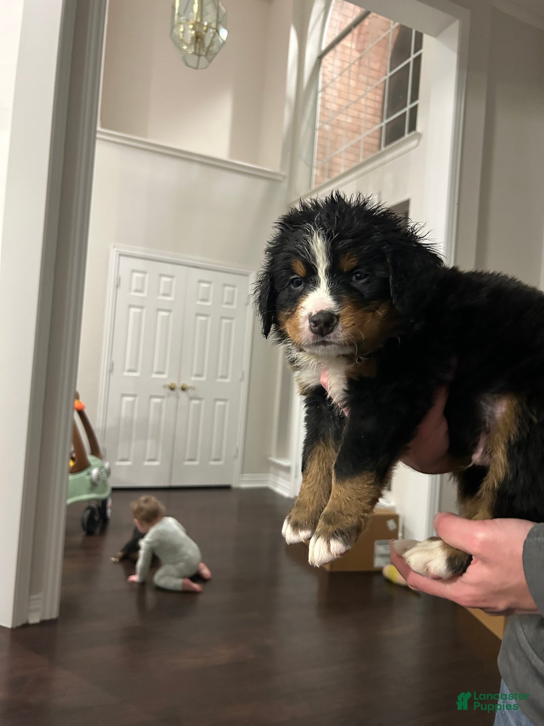 Bernese Mountain Dog dogs for sale: Bernese Mountain Dog Puppy 3 - Ad 1